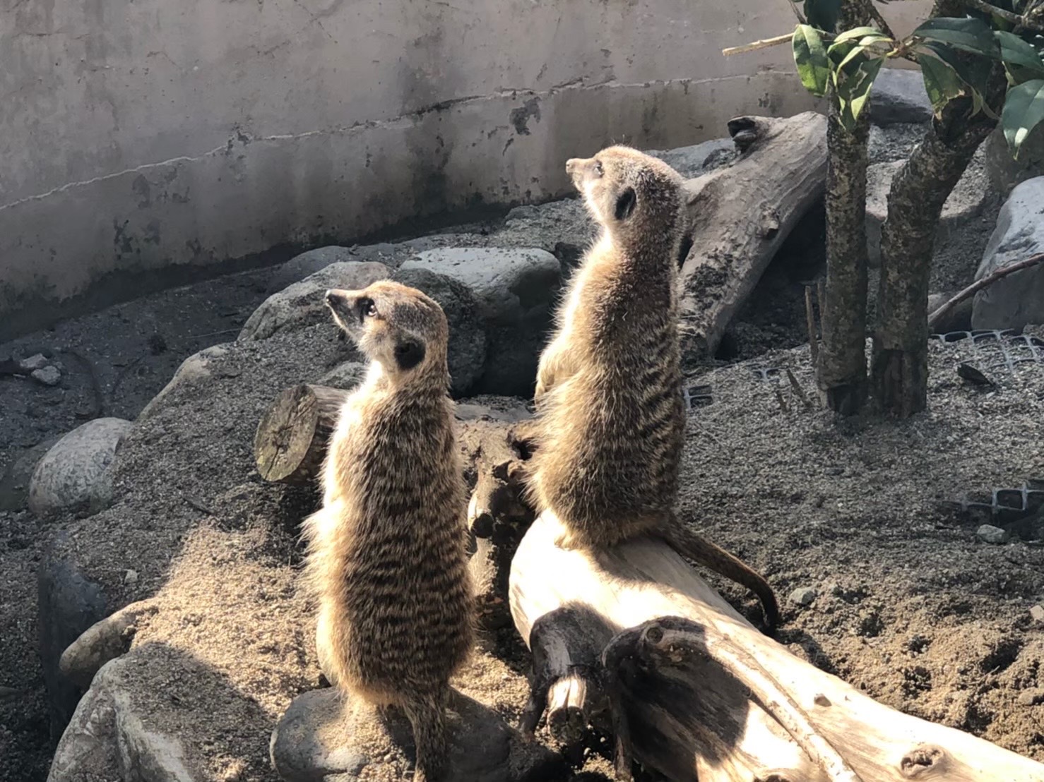 動物園