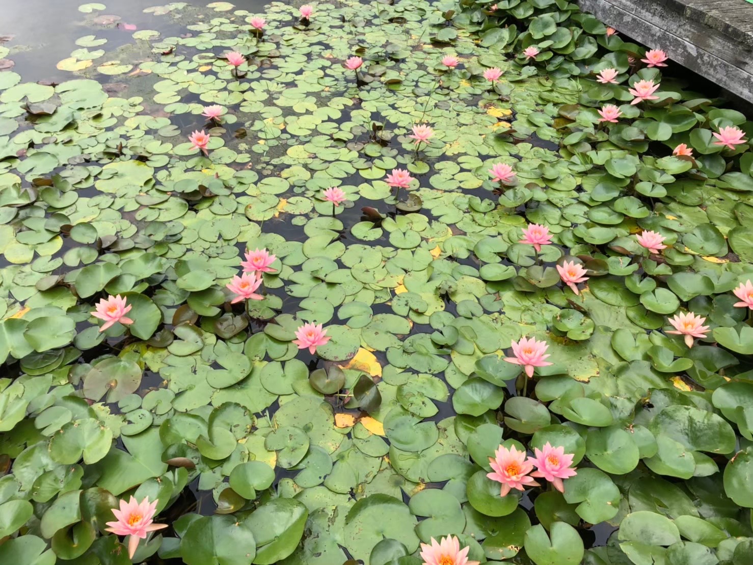 植物園