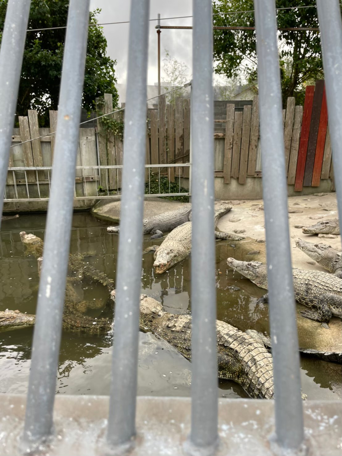 鬼山地獄のワニ